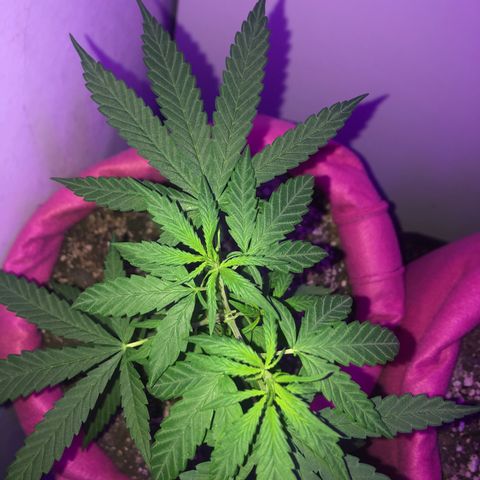 Big sister growlog timeline photo