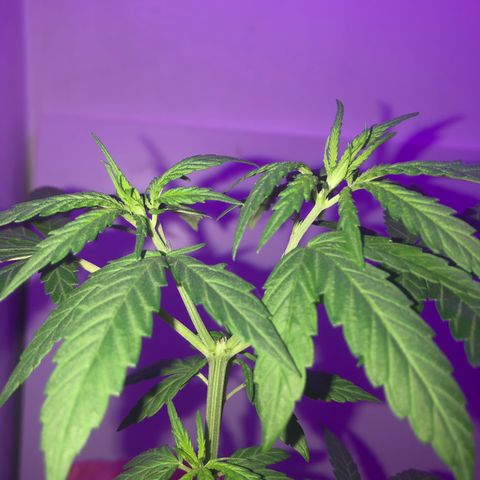Big sister growlog timeline photo