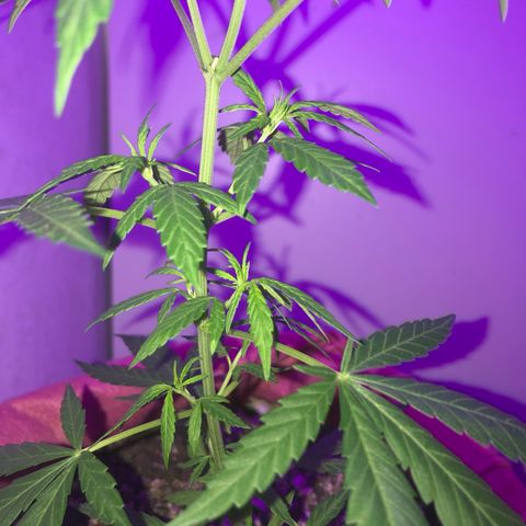 Big sister growlog timeline photo