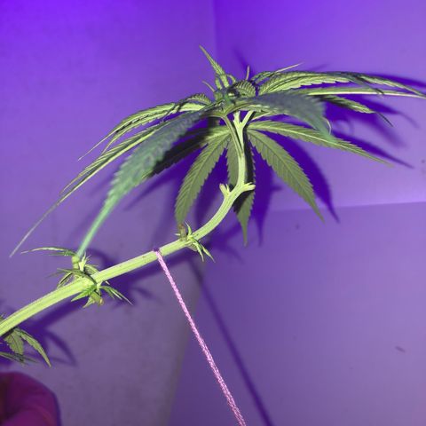 Baby sister growlog photo: Vegando 