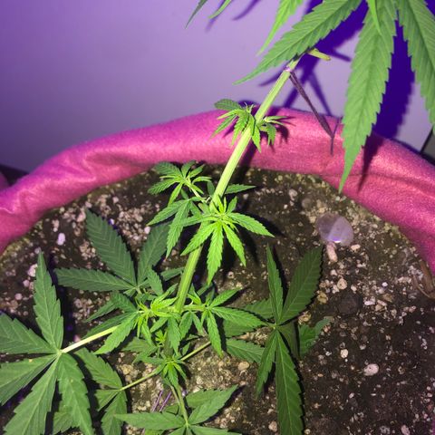 Baby sister growlog photo: Vegando 