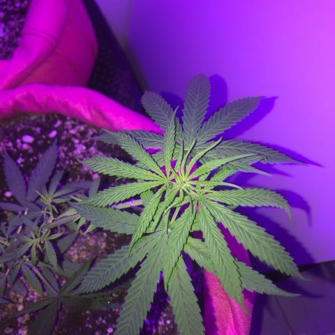 Baby sister growlog photo: Vegando 