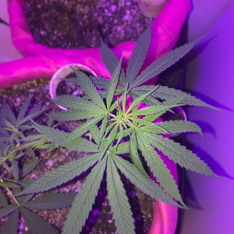 Baby sister growlog timeline photo
