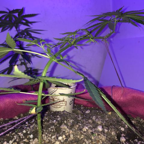 Baby sister growlog timeline photo