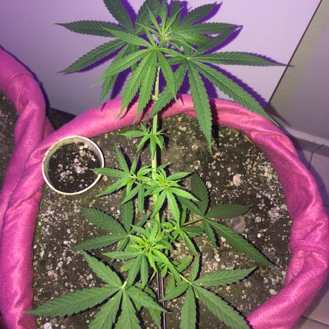 Baby sister growlog timeline photo
