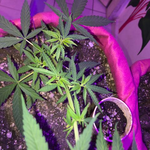 Baby sister growlog timeline photo