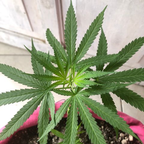 Baby sister growlog photo: Depois de 6 dias no led 9w. Fui viajar e tive que deixar 24h em vega, achei que estariam piores mas até que foram bem 🥰