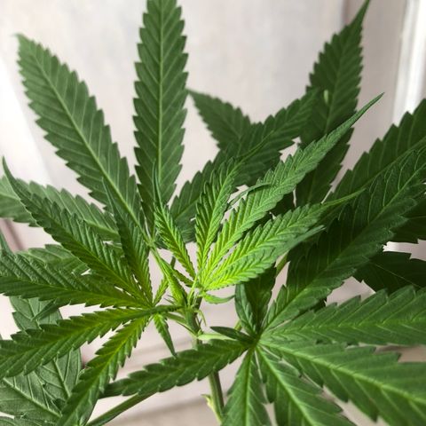 Baby sister growlog photo: Depois de 6 dias no led 9w. Fui viajar e tive que deixar 24h em vega, achei que estariam piores mas até que foram bem 🥰