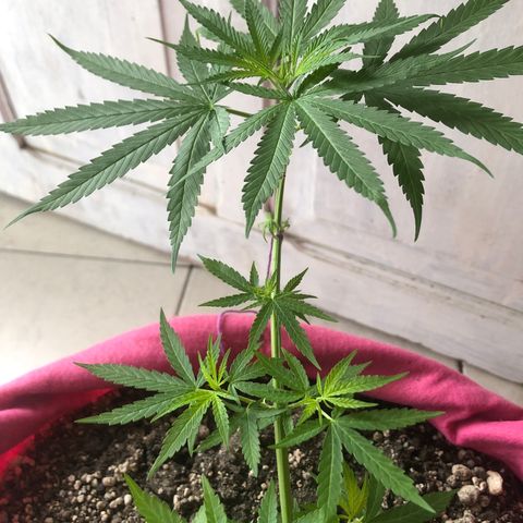 Baby sister growlog photo: Depois de 6 dias no led 9w. Fui viajar e tive que deixar 24h em vega, achei que estariam piores mas até que foram bem 🥰