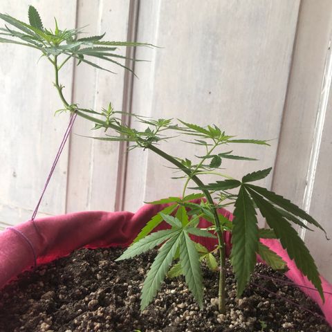 Baby sister growlog photo: Depois de 6 dias no led 9w. Fui viajar e tive que deixar 24h em vega, achei que estariam piores mas até que foram bem 🥰
