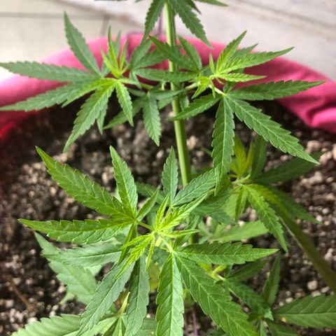 Baby sister growlog photo: Depois de 6 dias no led 9w. Fui viajar e tive que deixar 24h em vega, achei que estariam piores mas até que foram bem 🥰
