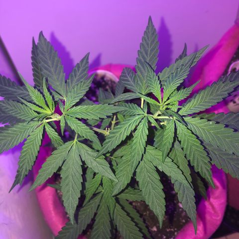 Big sister growlog timeline photo