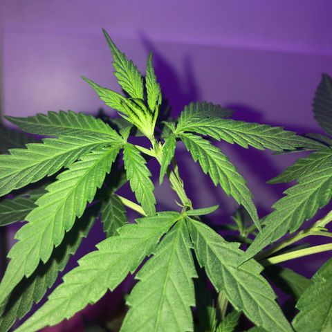 Big sister growlog timeline photo