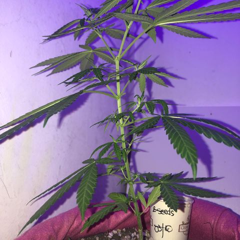 Big sister growlog timeline photo