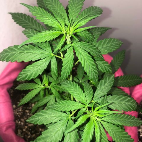 Big sister growlog timeline photo