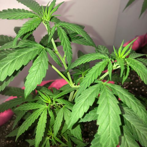 Big sister growlog timeline photo