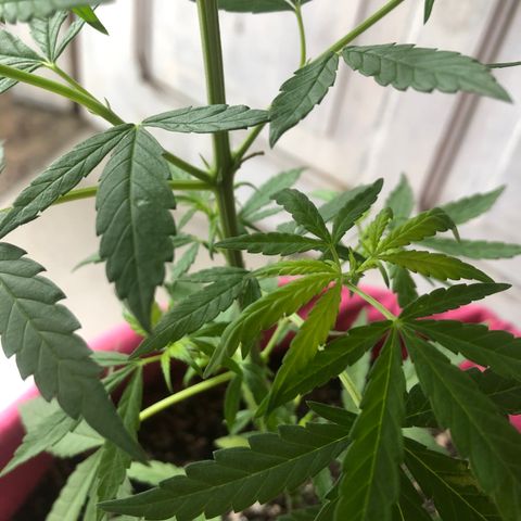 Big sister growlog photo: Depois de 6 dias no led de 9w e 24h de vega. Achei que estaria pior mas as folhinhas foram que foram :)