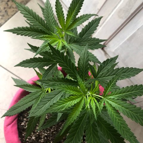 Big sister growlog photo: Depois de 6 dias no led de 9w e 24h de vega. Achei que estaria pior mas as folhinhas foram que foram :)