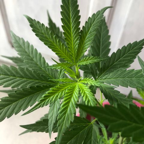 Big sister growlog photo: Depois de 6 dias no led de 9w e 24h de vega. Achei que estaria pior mas as folhinhas foram que foram :)