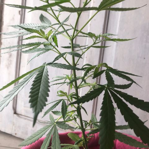 Big sister growlog photo: Depois de 6 dias no led de 9w e 24h de vega. Achei que estaria pior mas as folhinhas foram que foram :)