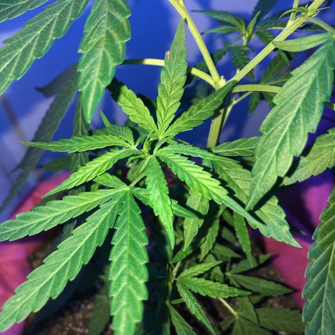 Big sister growlog photo: Feliz ano novo 🥰