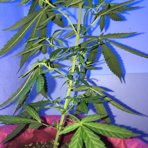 Big sister growlog photo: Feliz ano novo 🥰