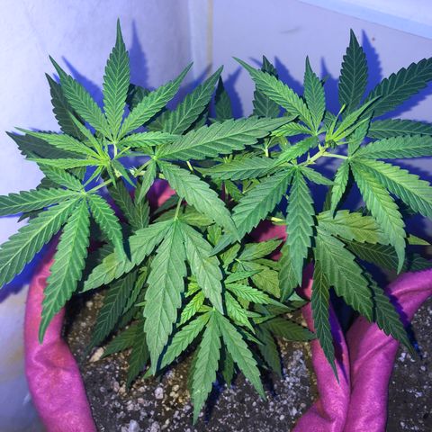 Big sister growlog photo: Feliz ano novo 🥰