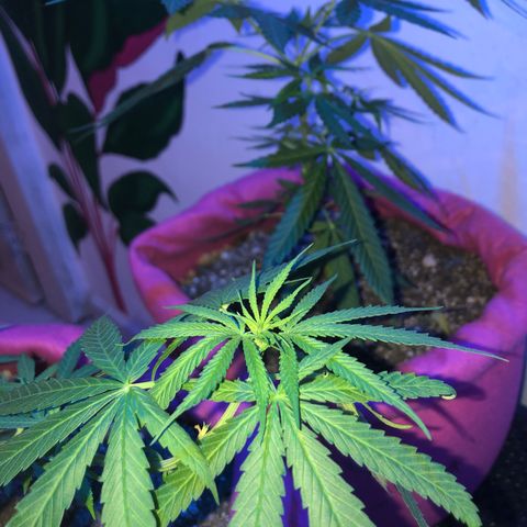 Baby sister growlog photo: Feliz ano novo 🥰