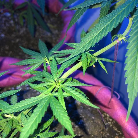 Baby sister growlog photo: Feliz ano novo 🥰