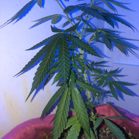 Big sister growlog photo: Passando super bem o calor