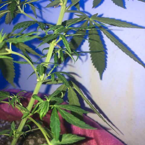Big sister growlog photo: Passando super bem o calor