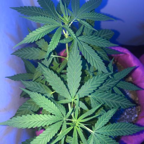 Big sister growlog photo: Passando super bem o calor