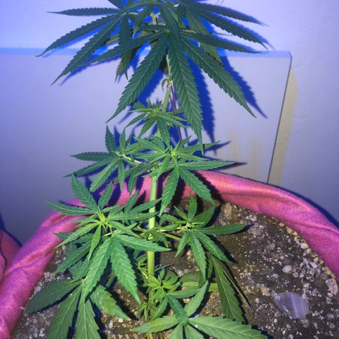 Baby sister growlog photo: Sobrevivendo ao calor