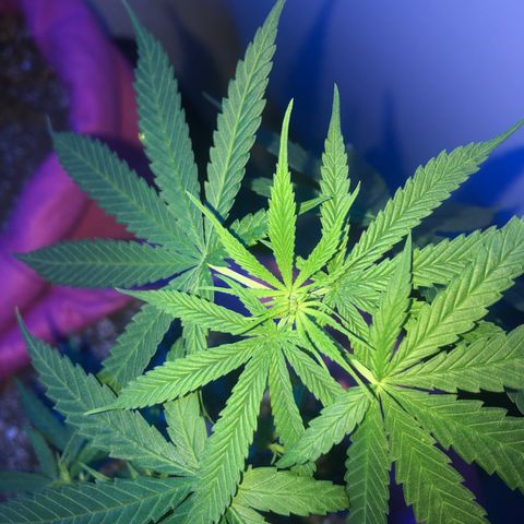Baby sister growlog photo: Sobrevivendo ao calor