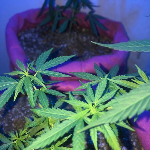 Baby sister growlog photo: Sobrevivendo ao calor