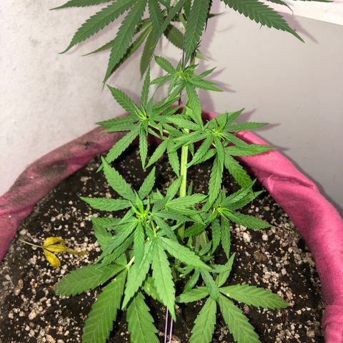 Baby sister growlog photo: Depois de um leve ataque de 🐱