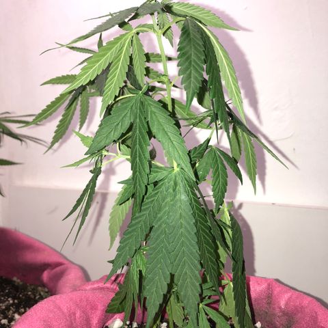 Big sister growlog photo: Foi atacada pelo 🐱 e precisei trocar de vaso. Passou por muito estresse, poucas chances de vida :(