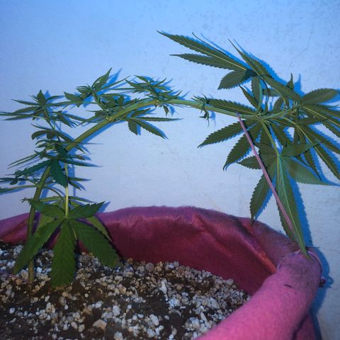 Baby sister growlog photo: Infelizmente hoje ela foi atacada pelo 🐱. Não teve tantos danos como a irmã, seguimos travadas mas em direção as flores