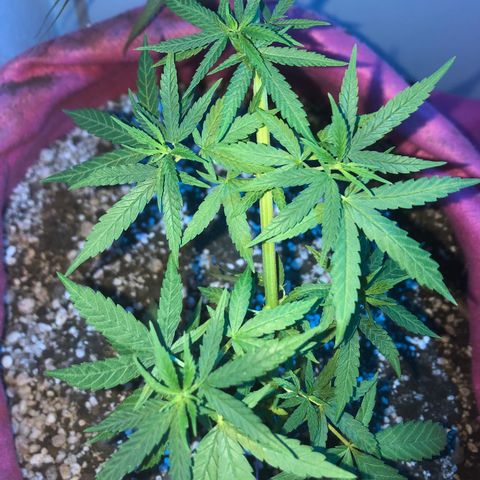 Baby sister growlog photo: Infelizmente hoje ela foi atacada pelo 🐱. Não teve tantos danos como a irmã, seguimos travadas mas em direção as flores