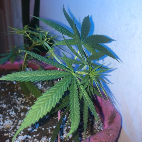 Baby sister growlog photo: Infelizmente hoje ela foi atacada pelo 🐱. Não teve tantos danos como a irmã, seguimos travadas mas em direção as flores