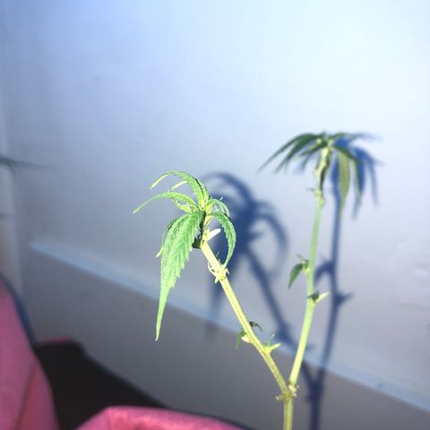 Big sister growlog photo: Com muita dor no coração cortei todas as folhas hoje. Não tinha mais jeito, vamos tentar revegetar essa plantinha. Força filhota 😭 