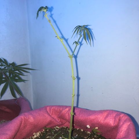 Big sister growlog photo: Com muita dor no coração cortei todas as folhas hoje. Não tinha mais jeito, vamos tentar revegetar essa plantinha. Força filhota 😭 