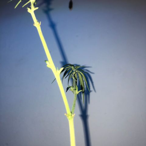 Big sister growlog photo: Com muita dor no coração cortei todas as folhas hoje. Não tinha mais jeito, vamos tentar revegetar essa plantinha. Força filhota 😭 
