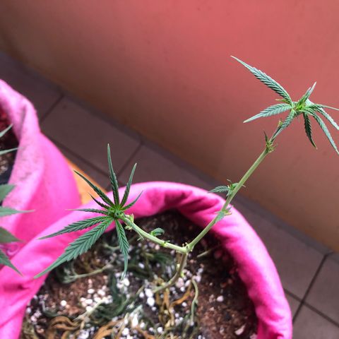 Big sister growlog photo: Decidi manter a garotinha, vamo ve no que da!!! (Ano novo, visu novo)