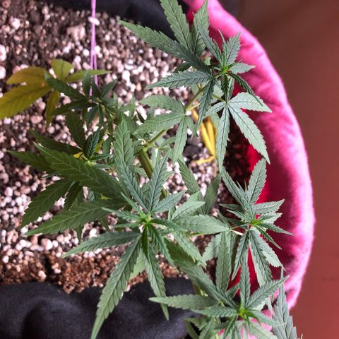 Baby sister growlog photo: Bebe travada na onda do lança