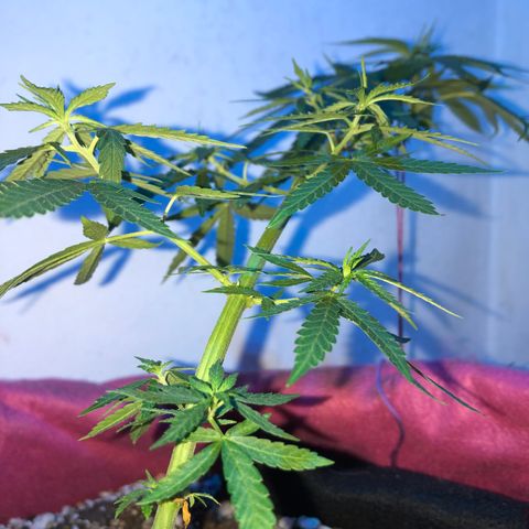 Baby sister growlog photo: Di boas
