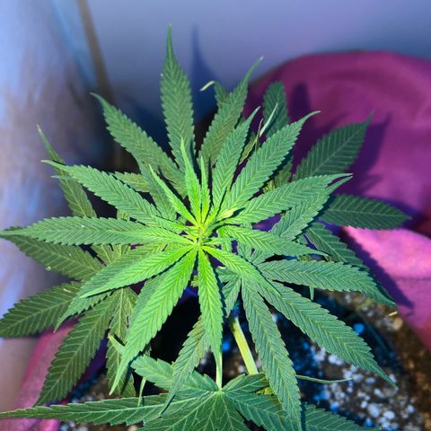 Baby sister growlog photo: Di boas