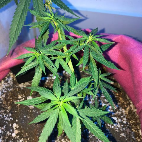 Baby sister growlog photo: Di boas
