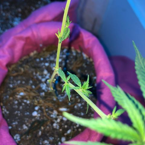 Big sister growlog photo: Indo firme e forte