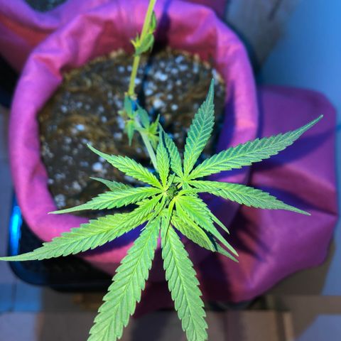 Big sister growlog photo: Indo firme e forte